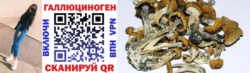Псилоцибиновые грибы Psilocybine cubensis  цены   Венёв 